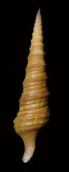 Turris cryptorrhaphe  69.7mm F+++