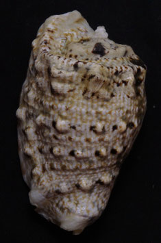 Strombus  lentiginosus   76.8mm F+++