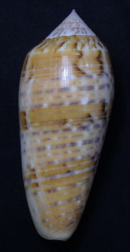 Conus dusaveli  76.4mm F+++