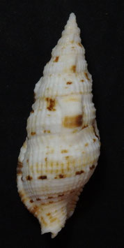 Colubraria muricata  82.8mm F+++