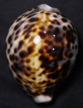 Cypraea tigris  74.4mm F+++