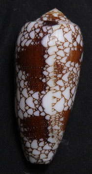 Conus omaria   63.6mm F+++