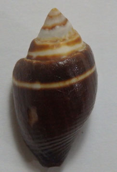 Strigatella decurtata 29.1mm F+