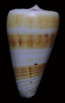 Conus eburneus   40.8mm F+++