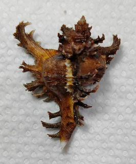 Chicoreus ramosus  49.3mm F+++
