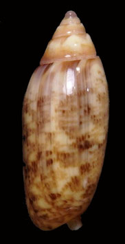 Oliva semmelinki  22.7mm F+++