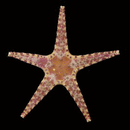 starfish species  94mm  sun dried