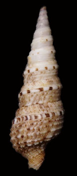 Xenoroturris  legitima  56.6mm F++