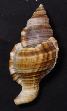 Cymatium pileare  73.9mm F+++
