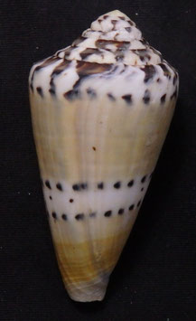 Conus mustelinus  64.5mm F+++