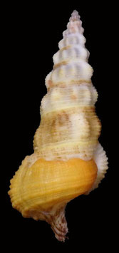 Cerithium citrinum  37.6mm F+++
