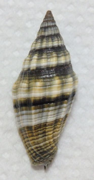 Vexillum rugosum 42.3mm F+++