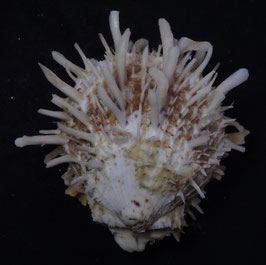 Spondylus barbatus  67.3mm F+++