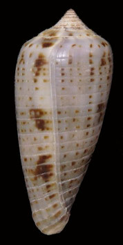 Conus cinereus  38mm F+++