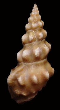 Clavus albotuberculatus  45.8mm F++