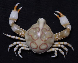 Leucosia anatum  25.2mm F+++ preserved sea crabs taxidermy