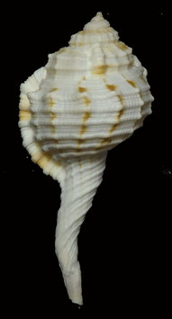 Cymatium gutturnium 67.4mm F++