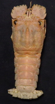 Scyllarides latus  81.7mm F+++