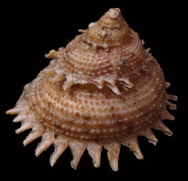 Bolma persica  34.7mm F++