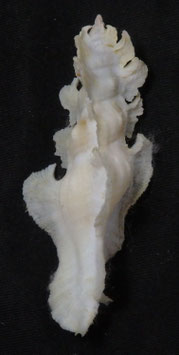 Pterynotus elongatus  65.1mm F++