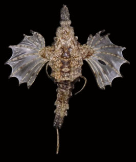Flying fish species  77.6mm  dried preserved