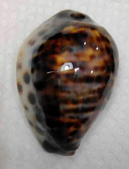Cypraea tigris 45.3mm F+++ very small