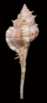 Vokesimurex dolichourus  62.7mm F++