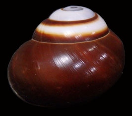 Calocochlea roissyana  31.7mm F+++