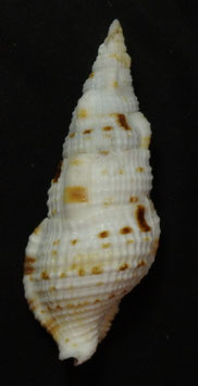 Colubraria muricata  86.9mm F+++