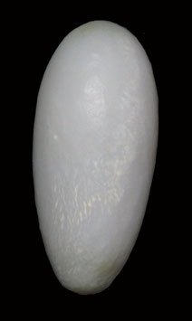 Hippopus hippopus clam pearl  23.7mm x 10.5mm  F+++