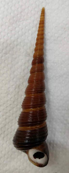 Turritella terebra  137.9mm F+++