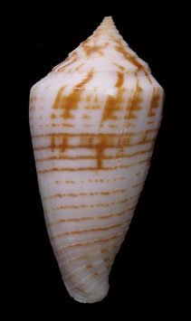 Conus mucronatus  34.1mm F++