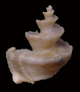 Trigonostoma scalare   37.1mm F++