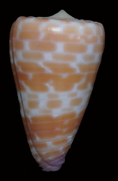Conus tessulatus  41.8mm F+++