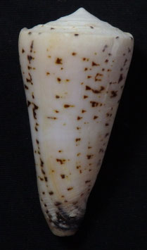 Conus thalassiarchus  59.1mm F+++