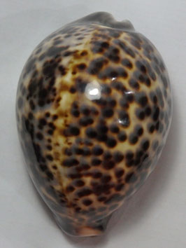 Cypraea tigris 105.1mm F+++ big size
