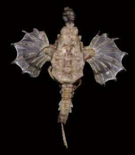 Flying fish species  82.4mm  dried preserved