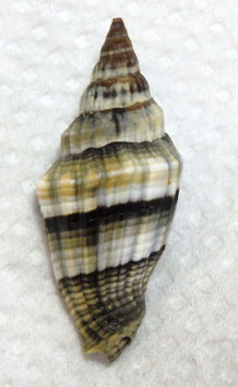Vexillum rugosum 42mm F+++