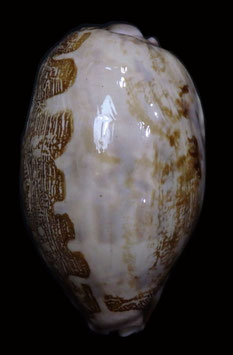 Cypraea mappa 73.6mm F+++ ,