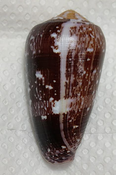 Conus floccatus  57mm F+++