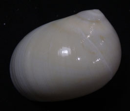 Polinices cumingianus  45.1mm F+++