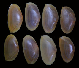 Tellina foliacea  71.3mm - 80.8mm F+++