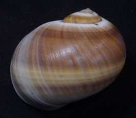 Natica  vitellus  40.1mm F++/F+++