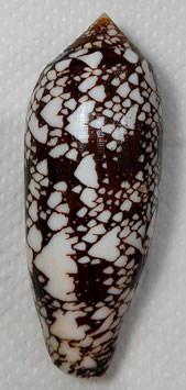 Conus aulicus  112.8mm F+++
