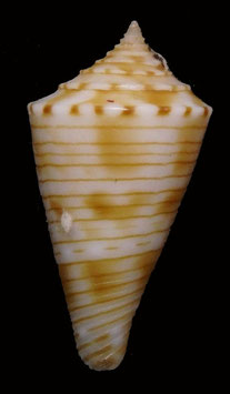 Conus spirofilis  24.1mm F+++
