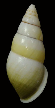 Amphidromus quadrasi solidus  41.5mm F+++