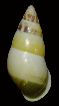 Amphidromus quadrasi solidus  37.7mm F+++