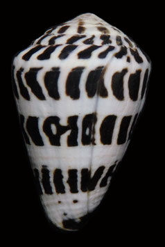 Conus ebraeus  43.5mm F+++