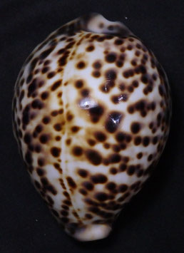 Cypraea tigris  pardalis  83.8mm F+++