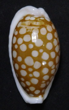 Cypraea cribraria 37.5mm F+++